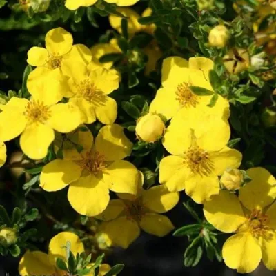 Лапчатка ХАКМАНС ГИГАНТ кустарниковая — описание сорта Лапчатка ХАКМАНС ГИГАНТ кустарниковая в Москве