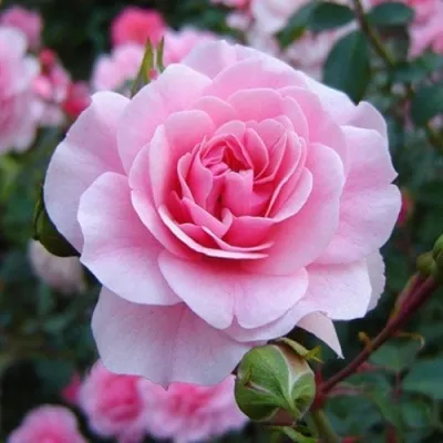 Саженцы роз БОНИКА флорибунда — описание сорта Саженцы роз БОНИКА флорибунда в Москве