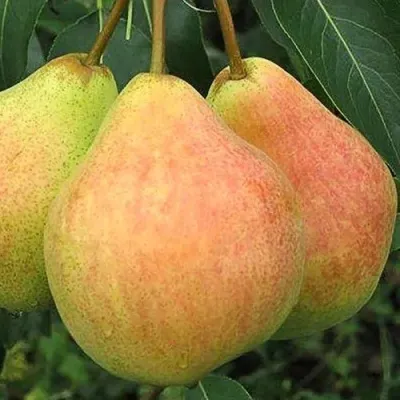 Груша ЛЮБИМИЦА ЯКОВЛЕВА — описание сорта Груша ЛЮБИМИЦА ЯКОВЛЕВА в Москве