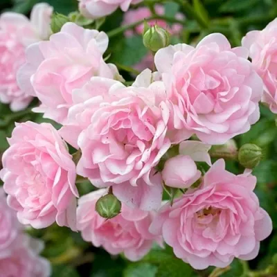 Саженцы роз ЗЕ ФЕЙРИ почвопокровная  Саженцы роз ЗЕ ФЕЙРИ почвопокровная в Москве