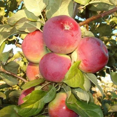 Яблоня ОРЛИК — описание сорта Яблоня ОРЛИК в Москве