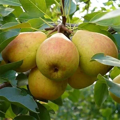 Груша ДОБРЯНКА в Москве