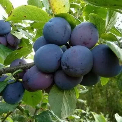 Слива КРОМАНЬ в Москве