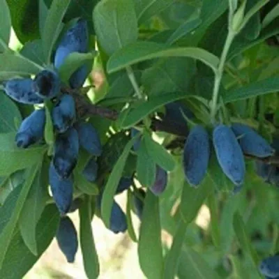 Жимолость съедобная ЛЕБЁДУШКА — описание сорта Жимолость съедобная ЛЕБЁДУШКА в Москве