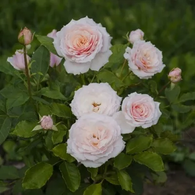 Саженцы роз ТСУМУГИ японская — описание сорта Саженцы роз ТСУМУГИ японская в Москве