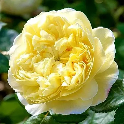 Саженцы роз ЧАРЛЬЗ ДАРВИН английская  Саженцы роз ЧАРЛЬЗ ДАРВИН английская в Москве