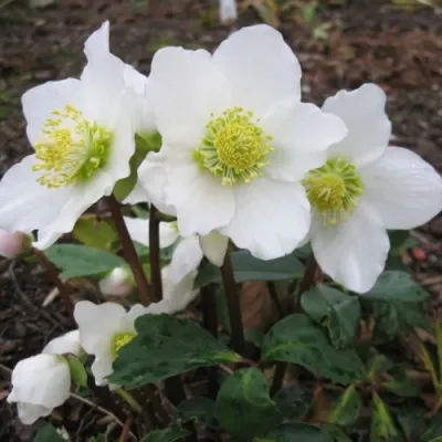 Морозник ЧЕРНЫЙ — описание сорта Морозник ЧЕРНЫЙ в Москве