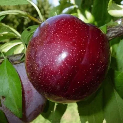 ШАРАФУГА  ШАРАФУГА в Москве