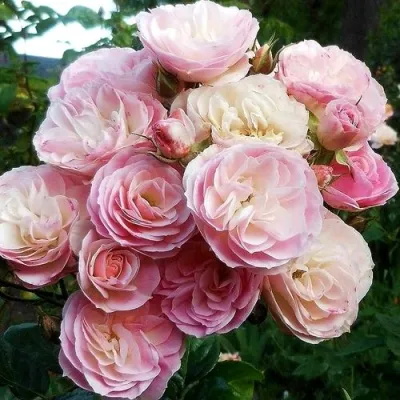 Саженцы роз БУКЕТ ПАРФЕ мускусная — описание сорта Саженцы роз БУКЕТ ПАРФЕ мускусная в Москве