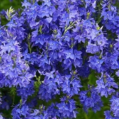 Вероника РОЯЛ БЛЮ большая — описание сорта Вероника РОЯЛ БЛЮ большая в Москве