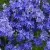 Вероника РОЯЛ БЛЮ большая — описание сорта Вероника РОЯЛ БЛЮ большая в Москве