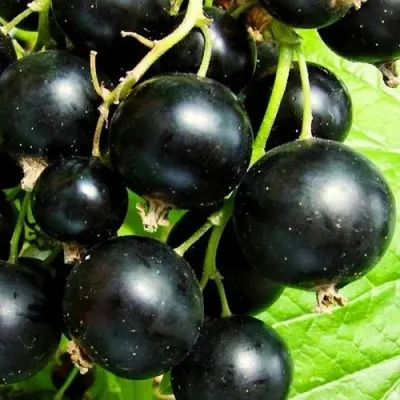 Смородина черная ДАЧНИЦА — описание сорта Смородина черная ДАЧНИЦА в Москве