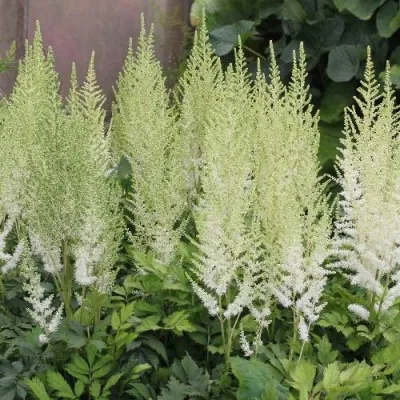 Астильба ДИАМАНТ Арендса в Москве