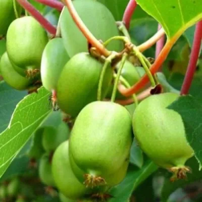 Актинидия ЭСТАФЕТА аргута в Москве