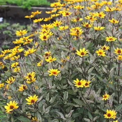 Гелиопсис САММЕР ПИНК в Москве