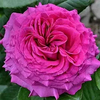 Саженцы роз ШАРТРЕЗ ДЕ ПАРМ чайно-гибридная  Саженцы роз ШАРТРЕЗ ДЕ ПАРМ чайно-гибридная в Москве