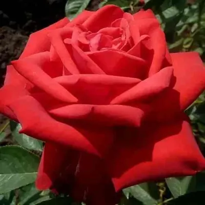 Саженцы роз СОФИ ЛОРЕН чайно-гибридная в Москве