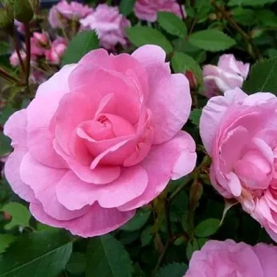 Саженцы роз ДЖОН ДЭВИС плетистая в Москве