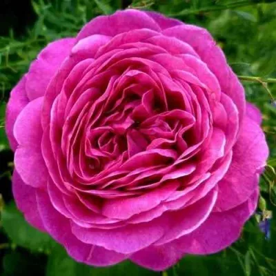 Саженцы роз ХАЙДИ КЛУМ флорибунда — описание сорта Саженцы роз ХАЙДИ КЛУМ флорибунда в Москве