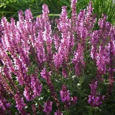 Шалфей РОУЗ КВИН дубравный — описание сорта Шалфей РОУЗ КВИН дубравный в Москве