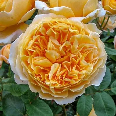 Саженцы роз БЕАТРИС английская  Саженцы роз БЕАТРИС английская в Москве