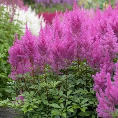 Астильба АМЕТИСТ Арендса — описание сорта Астильба АМЕТИСТ Арендса в Москве