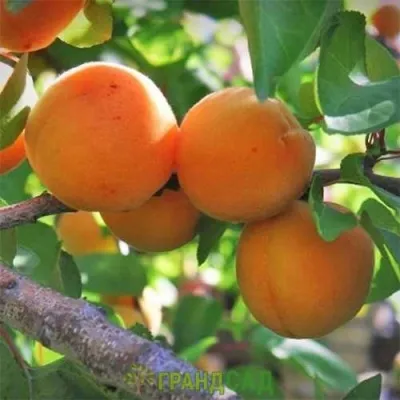 Абрикос ГРАФИНЯ — описание сорта Абрикос ГРАФИНЯ в Москве