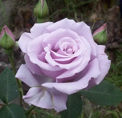 Саженцы роз СИЛЬВЕР СТАР чайно-гибридная  Саженцы роз СИЛЬВЕР СТАР чайно-гибридная в Москве