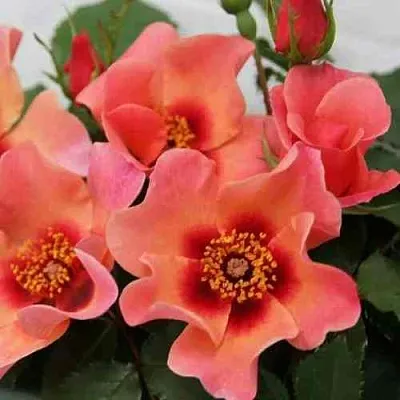 Саженцы роз ФО Ю АЙС ОНЛИ флорибунда  Саженцы роз ФО Ю АЙС ОНЛИ флорибунда в Москве