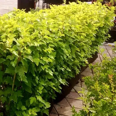 Комплект АНГЕЛ ГОЛД — описание сорта Комплект АНГЕЛ ГОЛД в Москве