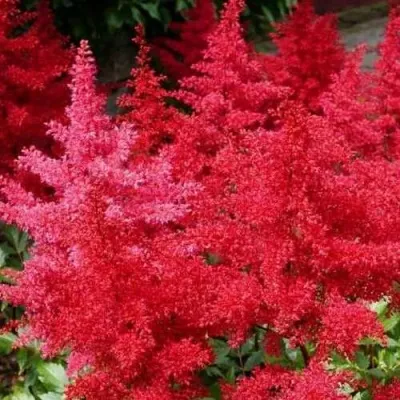 Астильба ЭТНА Арендса — описание сорта Астильба ЭТНА Арендса в Москве