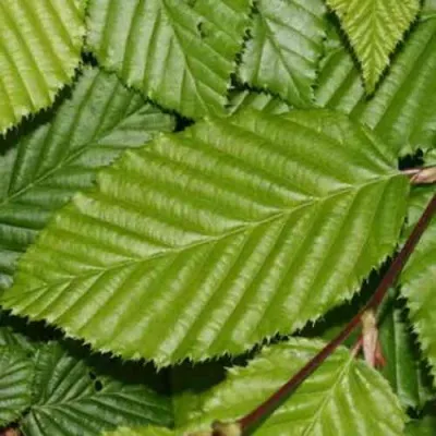 Граб японский — описание сорта Граб японский в Москве