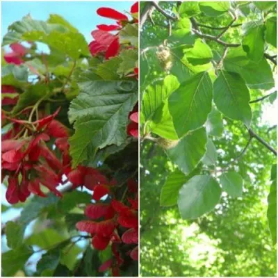 Комплект ЗЕЛЕНОЕ ЧУДО — описание сорта Комплект ЗЕЛЕНОЕ ЧУДО в Москве