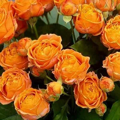 Саженцы роз КОРАЛ БАБЛС спрей  Саженцы роз КОРАЛ БАБЛС спрей в Москве