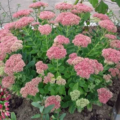 Седум ПИНК ПАЗИШЕН в Москве