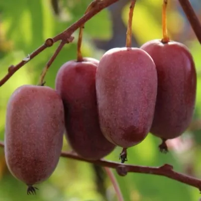 Актинидия ПУРПУРНО САДОВАЯ  аргута — описание сорта Актинидия ПУРПУРНО САДОВАЯ  аргута в Москве