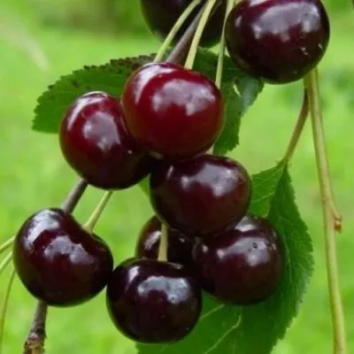 Вишня ЛАСУХА в Москве