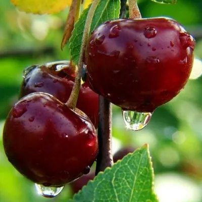 Вишня ЛАСУХА в Москве