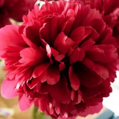 Пион БЕЛГРАВИЯ травянистый — описание сорта Пион БЕЛГРАВИЯ травянистый в Москве