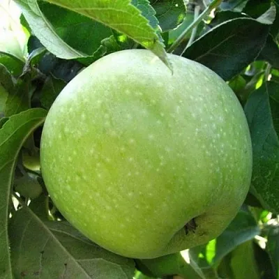 саженцы яблони саженцы яблони