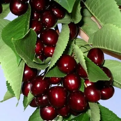 Черешня ОЛЕНЬКА — описание сорта Черешня ОЛЕНЬКА в Москве