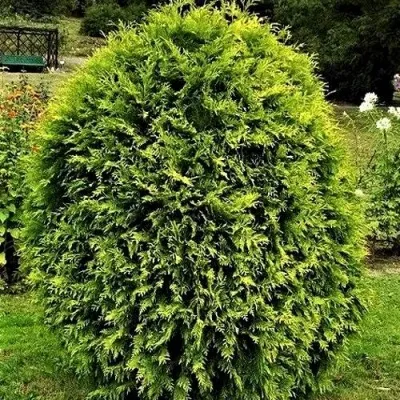 Туя ТИП ТОП западная — описание сорта Туя ТИП ТОП западная в Москве