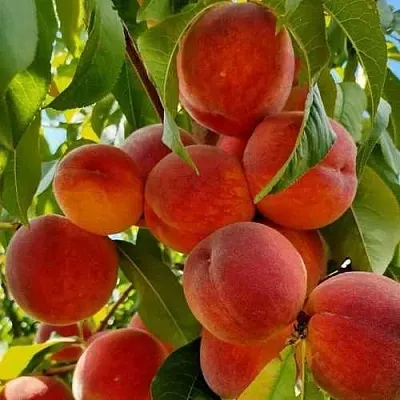 Персик ПОСОЛ МИРА  Персик ПОСОЛ МИРА в Москве