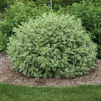 Дерен ЭЛЕГАНТИССИМА белый — описание сорта Дерен ЭЛЕГАНТИССИМА белый в Москве