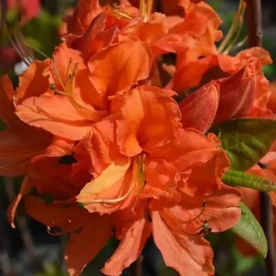 Азалия МАНДАРИН ЛАЙТС листопадная — описание сорта Азалия МАНДАРИН ЛАЙТС листопадная в Москве