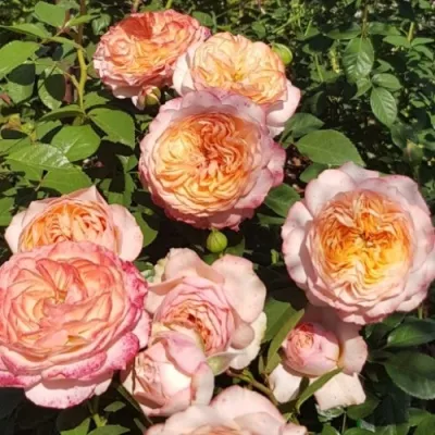 Саженцы роз СУРИР ДЕ ХАВР чайно-гибридная — описание сорта Саженцы роз СУРИР ДЕ ХАВР чайно-гибридная в Москве