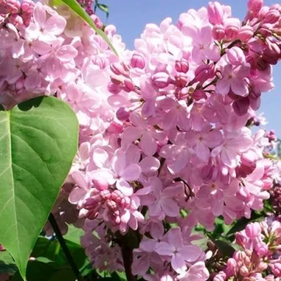 Сирень АДЕЛИНА — описание сорта Сирень АДЕЛИНА в Москве