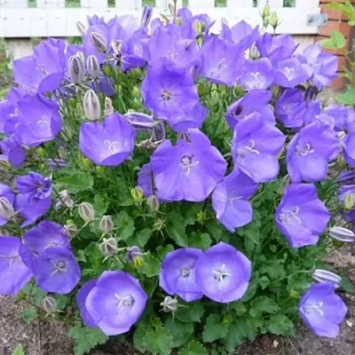 Колокольчик САНТА карпатский  Колокольчик САНТА карпатский в Москве