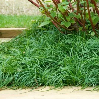 Осока БИТЛЗ в Москве