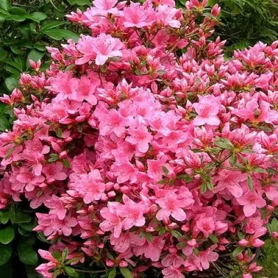 Азалия РОКОКО японская — описание сорта Азалия РОКОКО японская в Москве